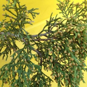 mountain cedar